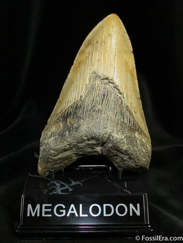 Inch NC Megalodon Tooth #1165